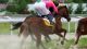 horse vs sports betting