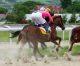 horse vs sports betting