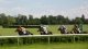 horses racing UK